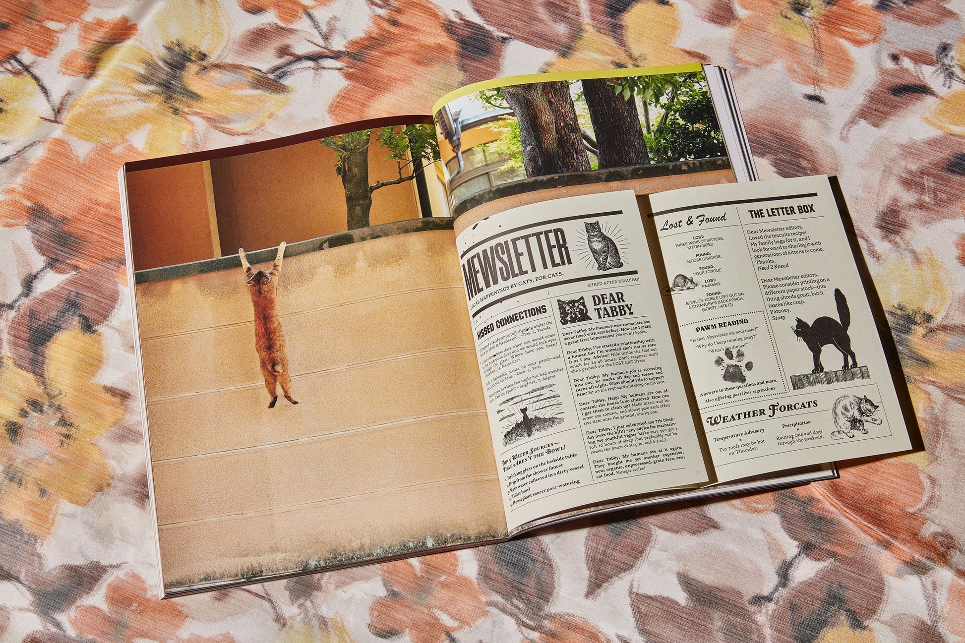 Catnip Magazine - A Magazine for Cat People