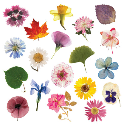 Collection of colorful flowers and leaves on a white background
