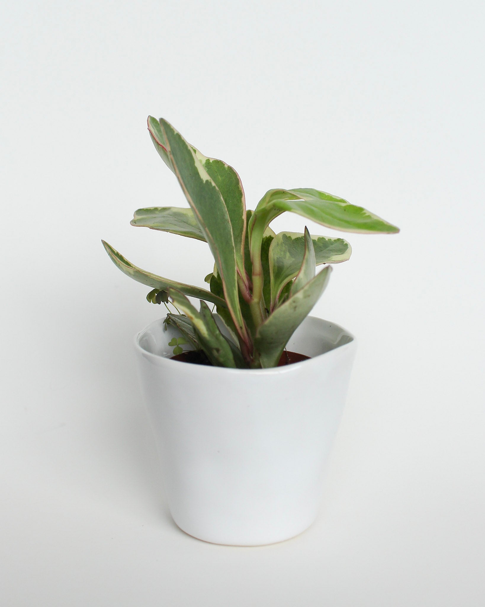 Peperomia Ginny Plant with Planter