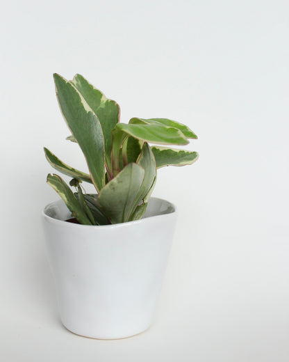 Peperomia Ginny Plant with Planter