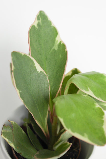 Peperomia Ginny Plant with Planter